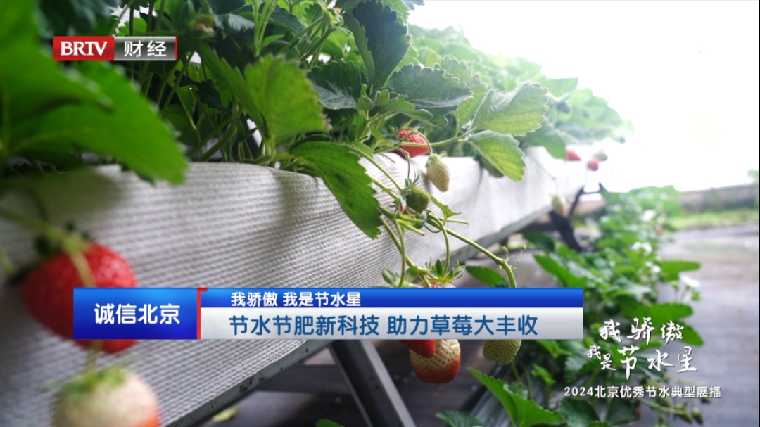 【诚信北京】“我骄傲 我是节水星”节水节肥新科技 助力草莓大丰收