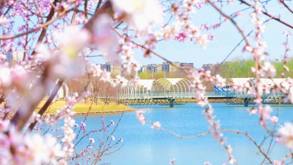 图片3：北京温榆河公园（故城记忆）春日桃花盛开。市水务局供图.jpg